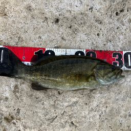 スモールマウスバス