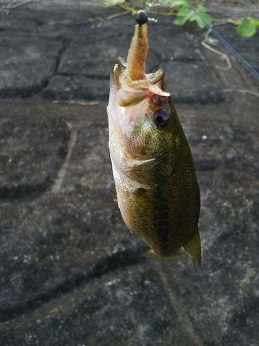 ラージマウスバスの釣果