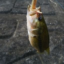 ラージマウスバス