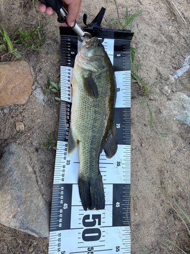 ブラックバスの釣果