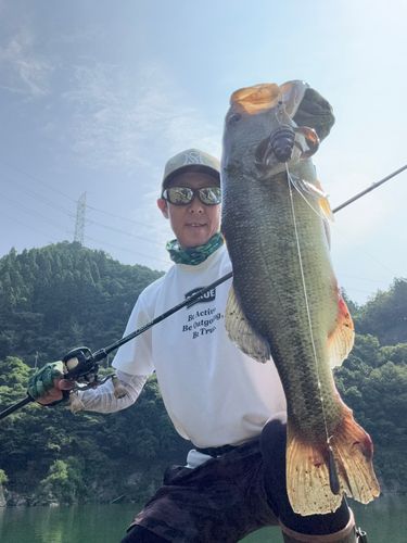 ブラックバスの釣果