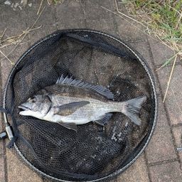 クロダイ