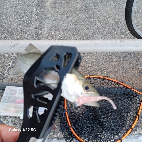 セイゴ（マルスズキ）の釣果