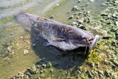 ナマズの釣果