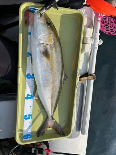 カンパチの釣果