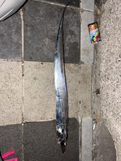 タチウオの釣果