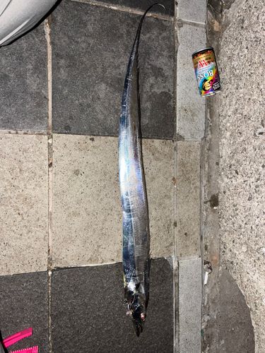 タチウオの釣果