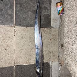 タチウオ