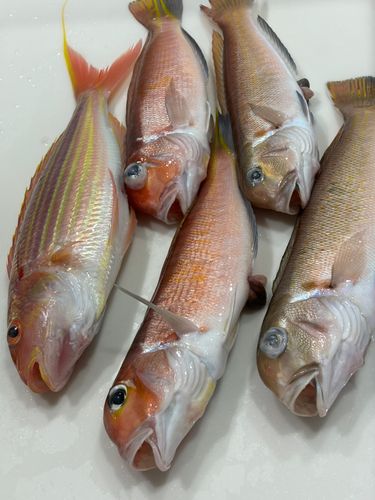 シロアマダイの釣果