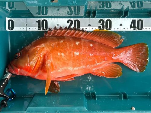 アカハタの釣果