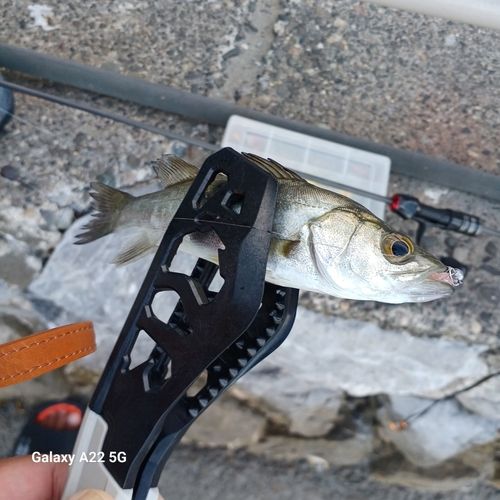 セイゴ（マルスズキ）の釣果