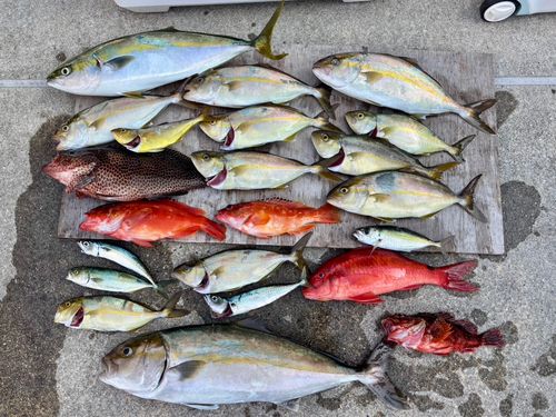 ワラサの釣果