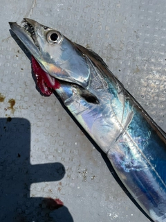 タチウオの釣果