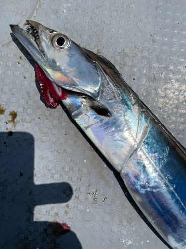 タチウオの釣果