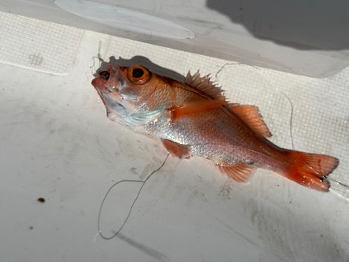 アカムツの釣果