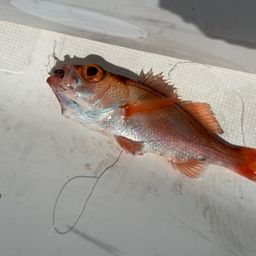 アカムツ