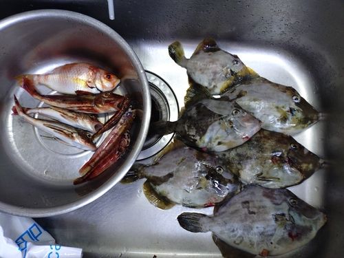 カワハギの釣果