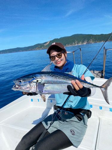 スマガツオの釣果