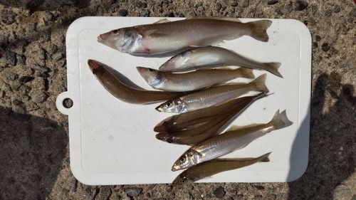 キスの釣果