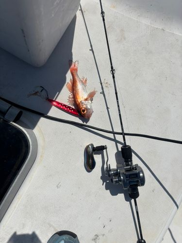 アカムツの釣果