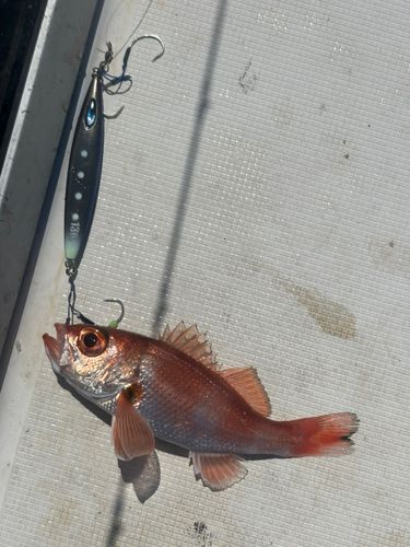 アカムツの釣果