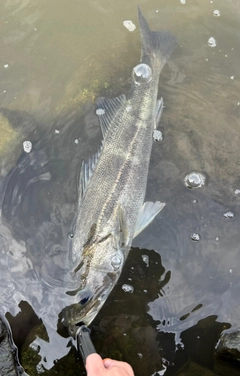 シーバスの釣果