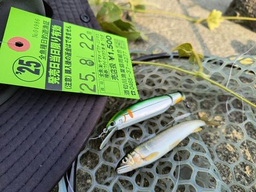 アユの釣果