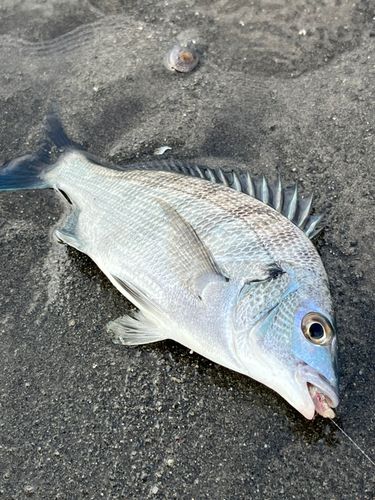 キビレの釣果