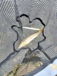 アユの釣果