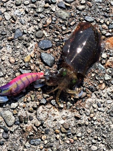 アオリイカの釣果