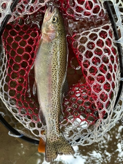 ニジマスの釣果