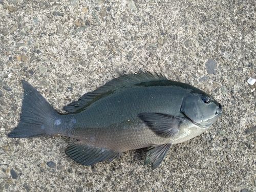 メジナの釣果
