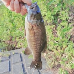 スモールマウスバス