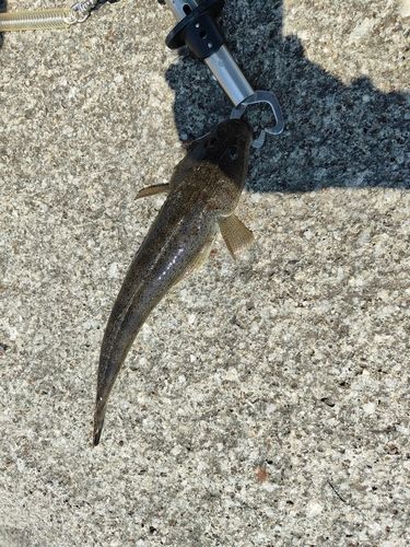 マゴチの釣果