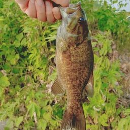 スモールマウスバス