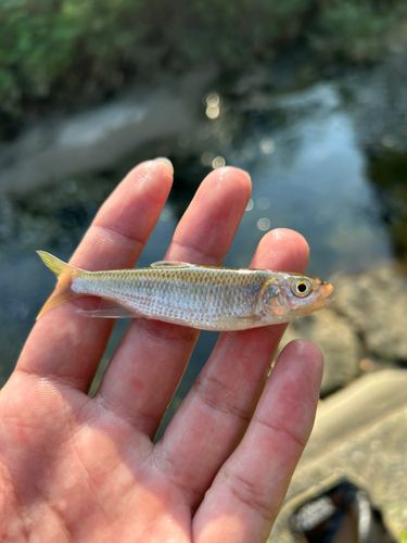 オイカワの釣果