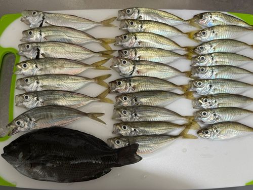 アジの釣果