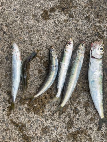 ウルメイワシの釣果