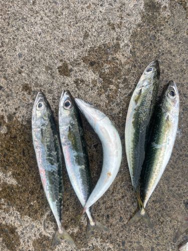 サバの釣果