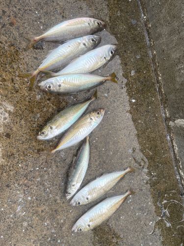アジの釣果