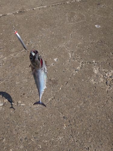 マルソウダの釣果