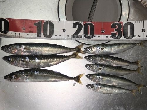 サバの釣果