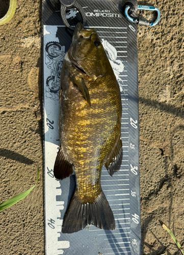 スモールマウスバスの釣果
