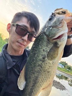 ブラックバスの釣果
