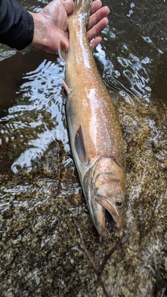 イワナの釣果