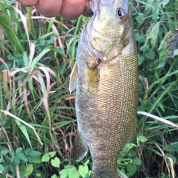 スモールマウスバス