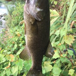 スモールマウスバス