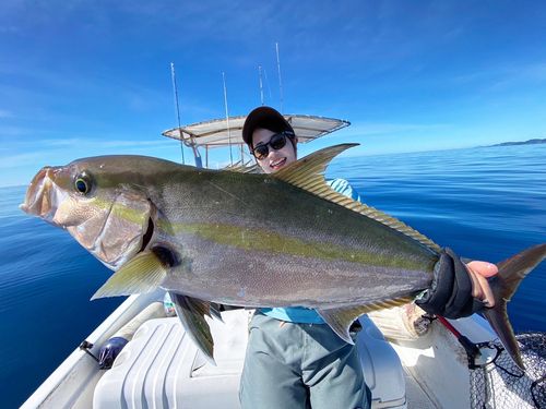 カンパチの釣果