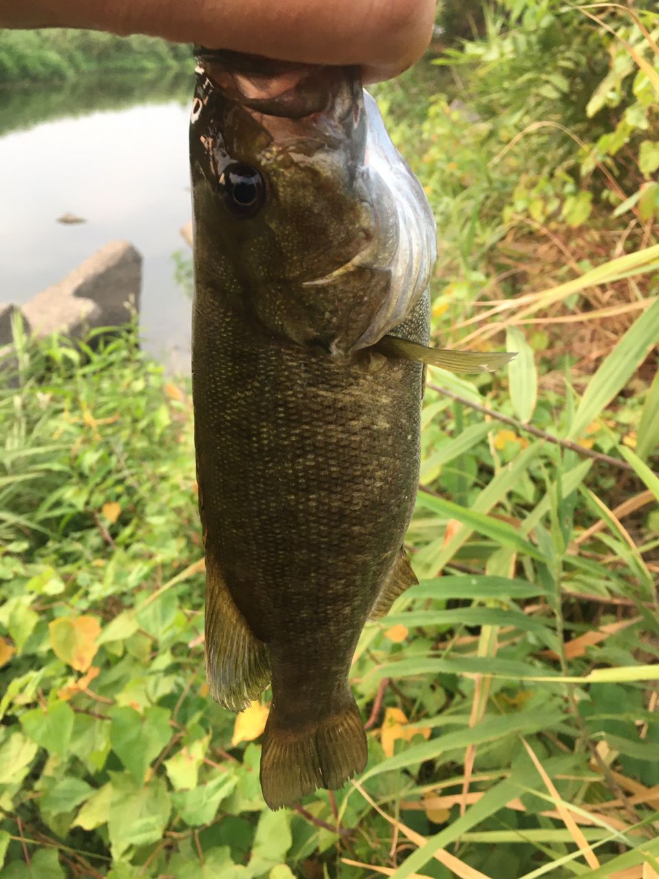 スモールマウスバス