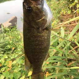 スモールマウスバス